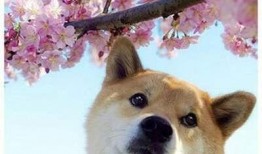 看萌狗最新爆料视频下载,看萌狗最新爆料视频，萌宠瞬间萌化人心