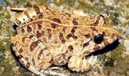 田鸡最新爆料,娱乐圈幕后真相大曝光！