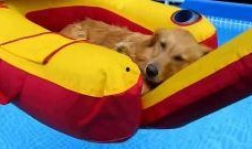 看萌狗最新爆料视频下载,看萌狗最新爆料视频，萌宠瞬间萌化人心